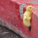 สมาชิกหมายเลข 2518395