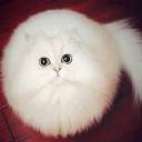 สมาชิกหมายเลข 1891233