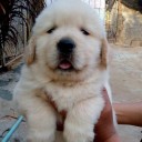 สมาชิกหมายเลข 2519274