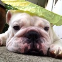 สมาชิกหมายเลข 2449271