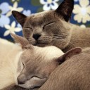 สมาชิกหมายเลข 2519160