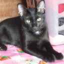 แวมไพร์สีชมพู