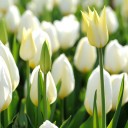 ใครแอบโสดยกมือขึ้น