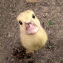 สมาชิกหมายเลข 2520418