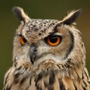 สมาชิกหมายเลข 820887