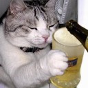 แมวเมามาย