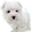 สมาชิกหมายเลข 1267050