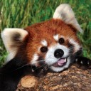 สมาชิกหมายเลข 2294706