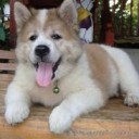 น้องหมาบางแก้ว
