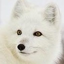 สมาชิกหมายเลข 885228