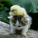 สมาชิกหมายเลข 1712080