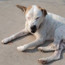 ปู่ปั๋น บ้านปง