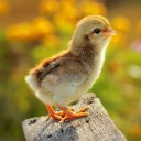 สมาชิกหมายเลข 1633840