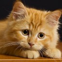 สมาชิกหมายเลข 2317612