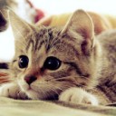 สมาชิกหมายเลข 1284412