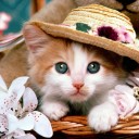 สมาชิกหมายเลข 2131385