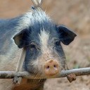 กระเพราหมีป่า