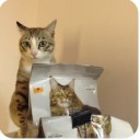 Aristocat