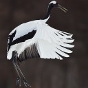 สมาชิกหมายเลข 1284786