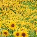 พรภิรมย์