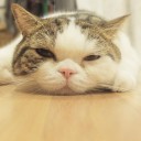 ปลาคาร์ฟเป็นหวัด