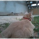 ชมพู อ่องต่อง