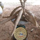 ปลาโลมาดุ๊กดิ๊ก