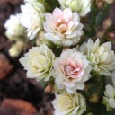 สมาชิกหมายเลข 888143