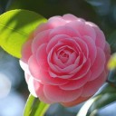 สมาชิกหมายเลข 888441