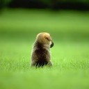 สมาชิกหมายเลข 2132512