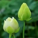 BUA_MeiING