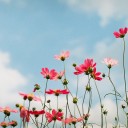 สมาชิกหมายเลข 2712381