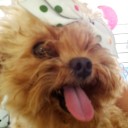 พุดดิ้งจัง