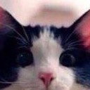 สมาชิกหมายเลข 3370320