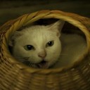 สมาชิกหมายเลข 1716550