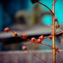 maykuma (หมีพูดไม่ได้)