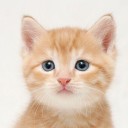 เหมียวตัวเล็ก