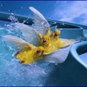 สมาชิกหมายเลข 912239