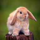 สมาชิกหมายเลข 2515267