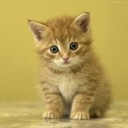 สมาชิกหมายเลข 2665791