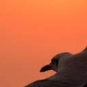 สมาชิกหมายเลข 798518