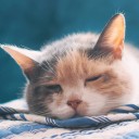 สมาชิกหมายเลข 2529326