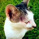 สมาชิกหมายเลข 2529447