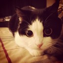 สมาชิกหมายเลข 1720050