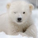 สมาชิกหมายเลข 893530