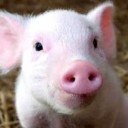 สมาชิกหมายเลข 1995739