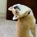 สมาชิกหมายเลข 2932206