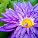 สมาชิกหมายเลข 1570737