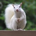 เฉาก๊วยกะวุ้นปลาทอง