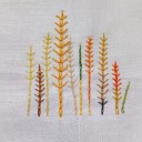 ผักบุ้งริมคลอง